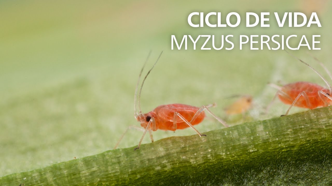 Ciclo de vida - Myzus persicae
