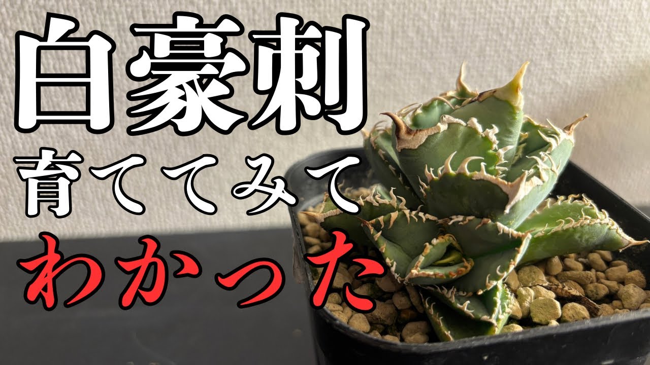 激推ししたい、アガベ白豪刺の育て方