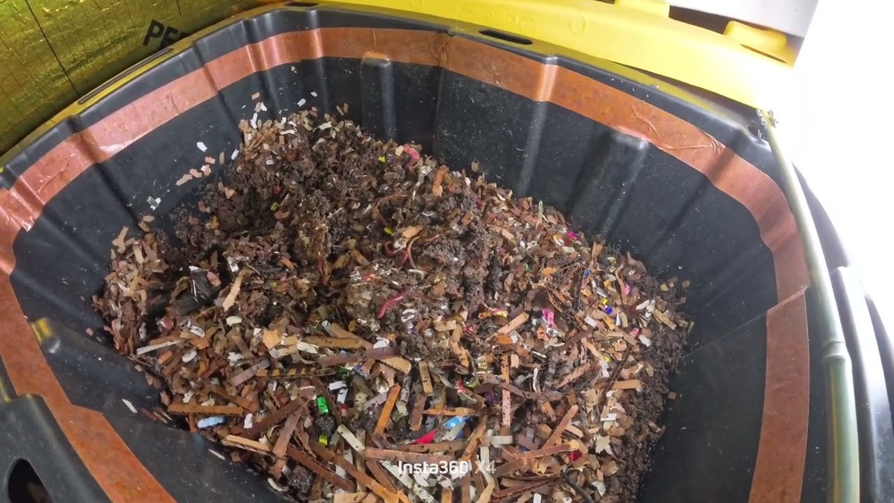 Checking in on my mini worm bin and feeding #24