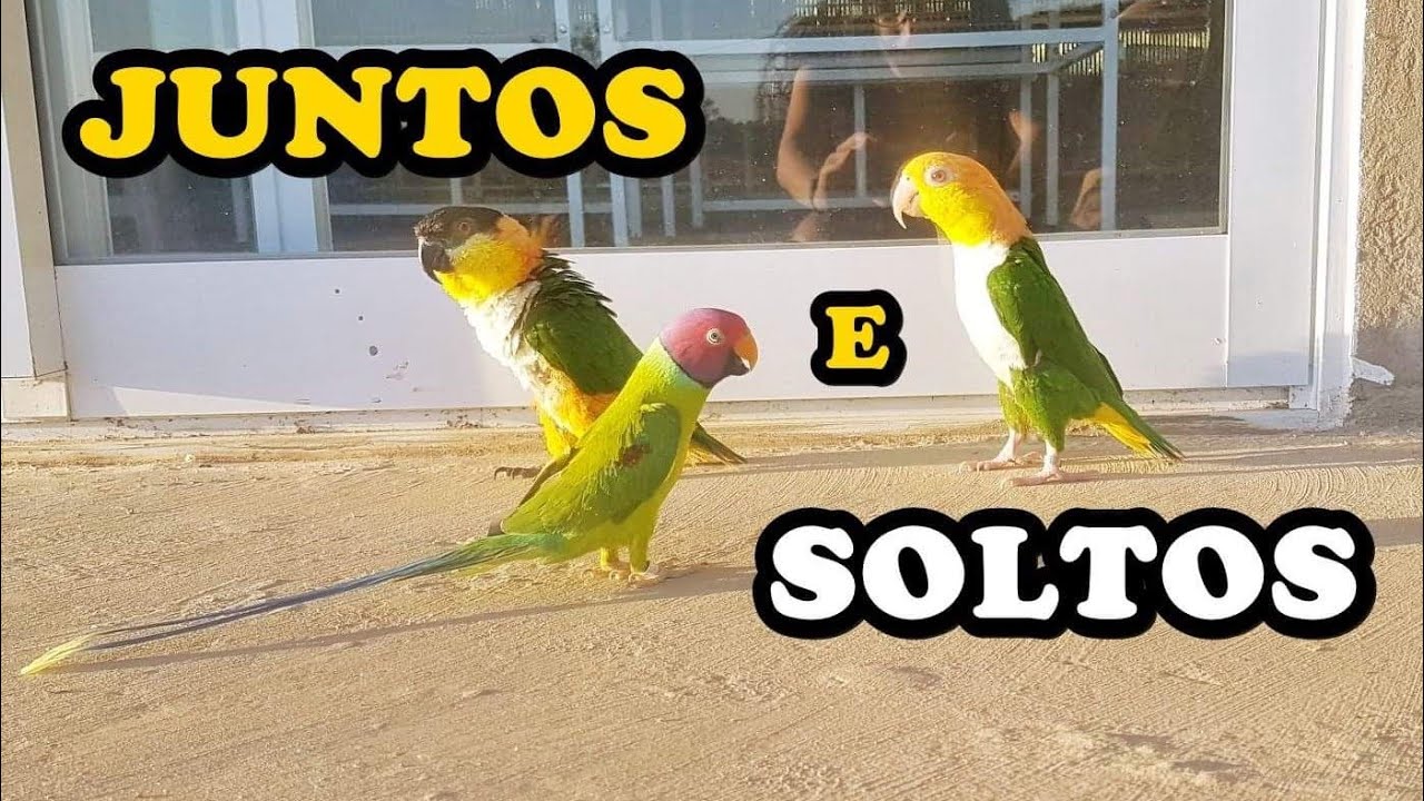 DIVERSÃO COM AS AVES SOLTAS - UDP