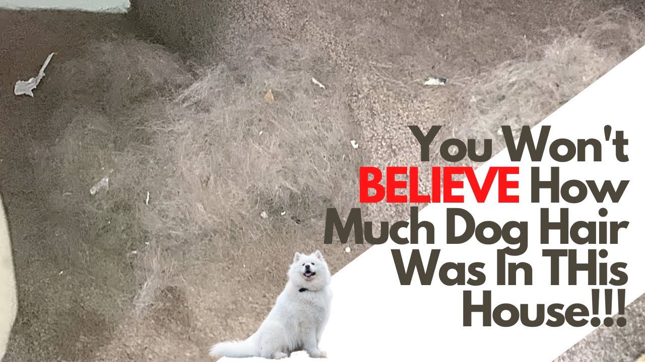 You Won't Believe How Much Dog Hair There Was!!! - #Satisfying