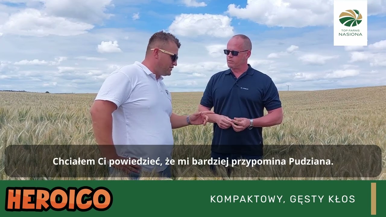 HEROICO - najwyżej plonujące pszenżyto w Polsce!