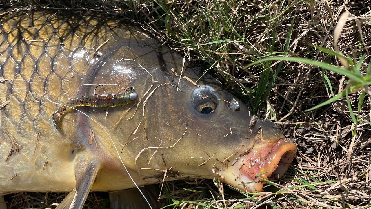For the people saying it’s impossible, Carp on lures!, NSW Australia