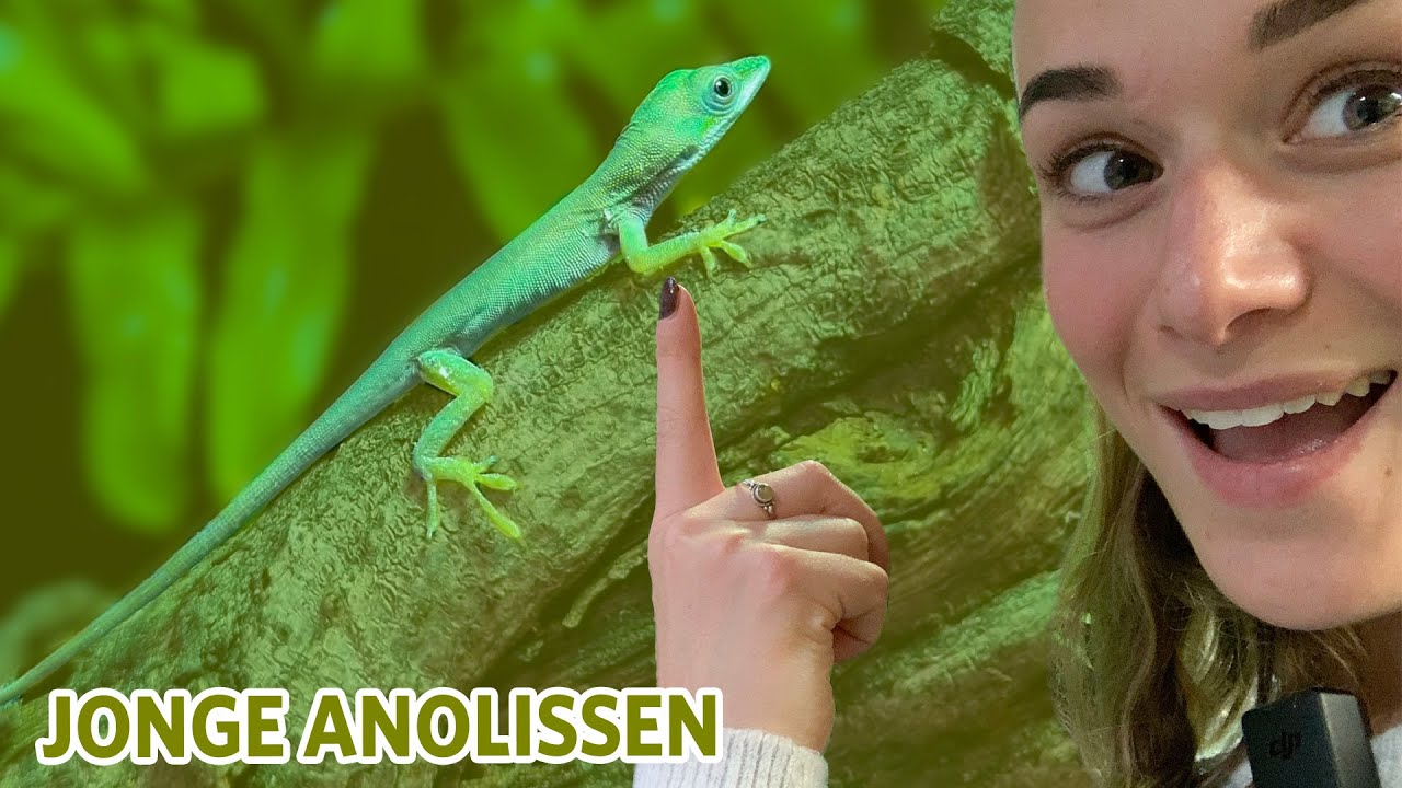 Nieuwe reptielen in de Mangrove hebben jongen! 🦎 | Videoranger