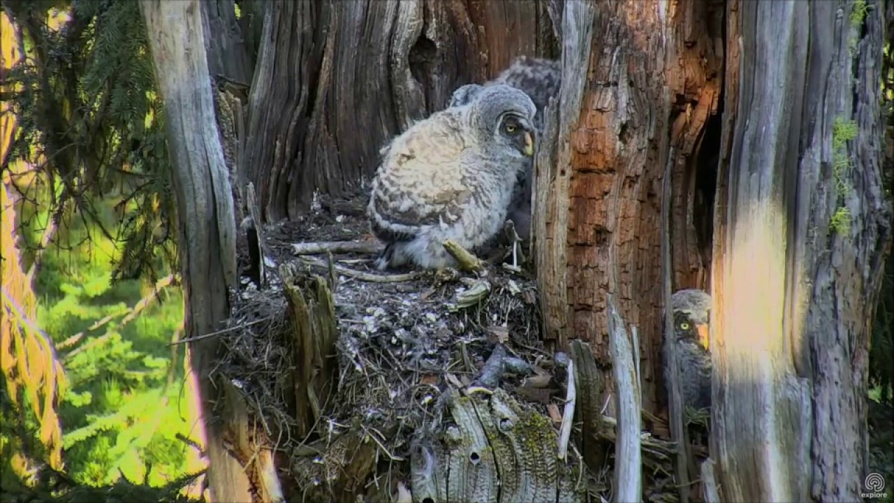 Great Gray Owl Nest 1 of older owlets leaves nest 5-28-2017