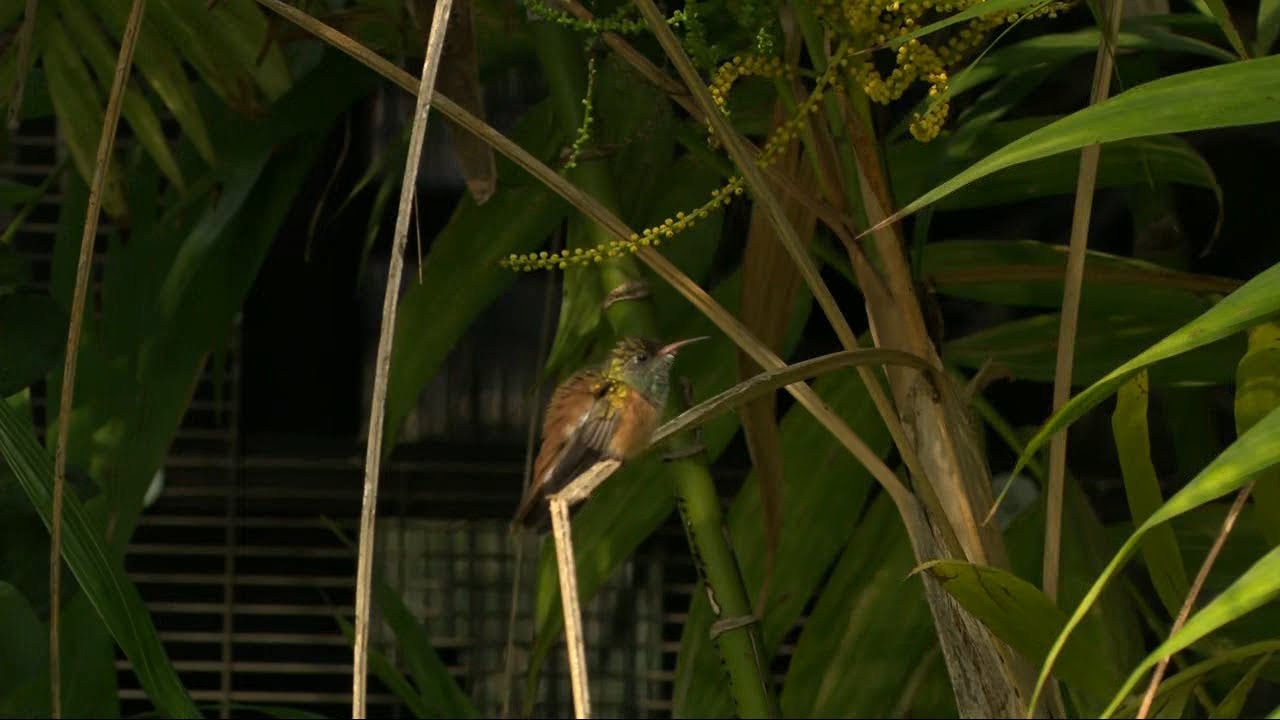 Inside look at the San Diego Zoo's new Hummingbird Habitat