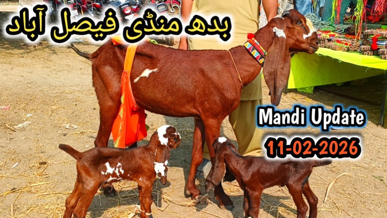 Today Latest Update Faisalabad Bakra Mandi ≡0316.16000.51≡ 11-02-2026