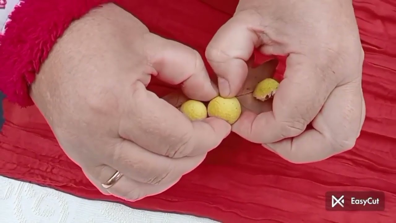 Заквасили капусту,пікнік в Магонієвому ліску.