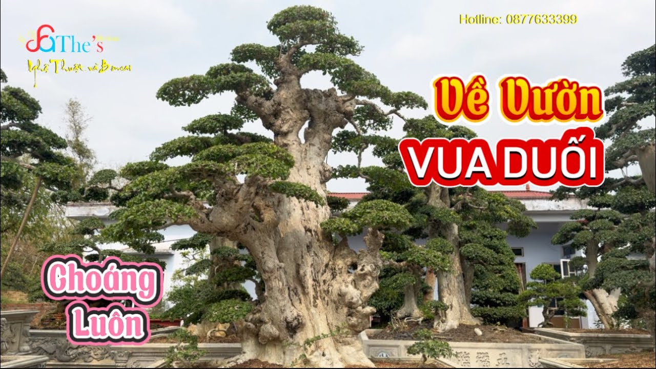Lần đầu về vườn Vua Duối thật sự nể Ông Chủ mê cây sưu tầm chật kín nhưng chưa bao giờ bán