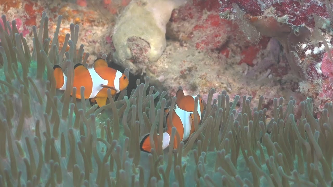 Collecting Coral and Creatures on Ashmore Reef - Australian Mesophotic Coral Examination