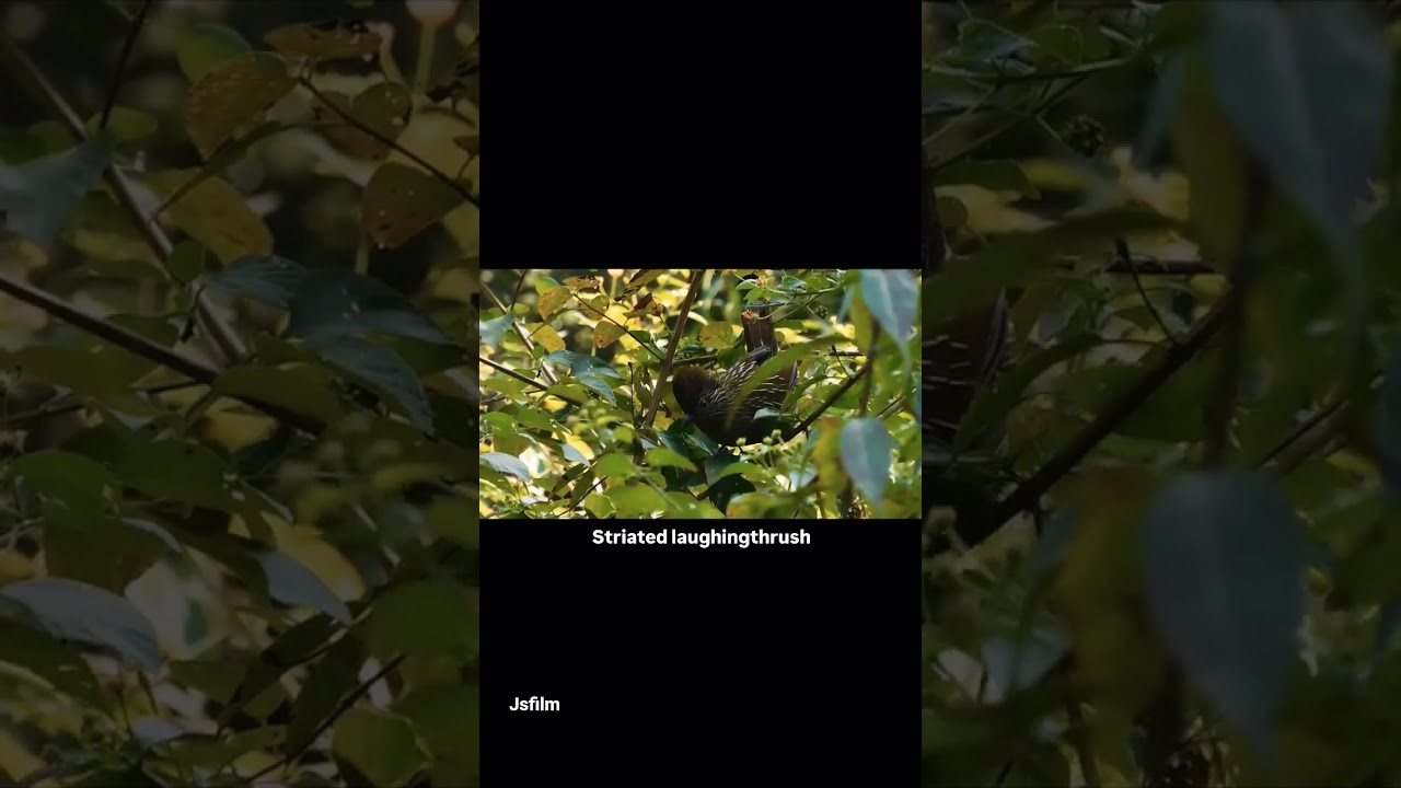 STRIATED LAUGHING THRUSH
