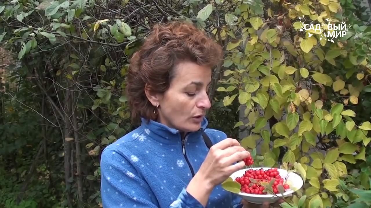 Лимонник. Как выращивать лимонник. Сайт 