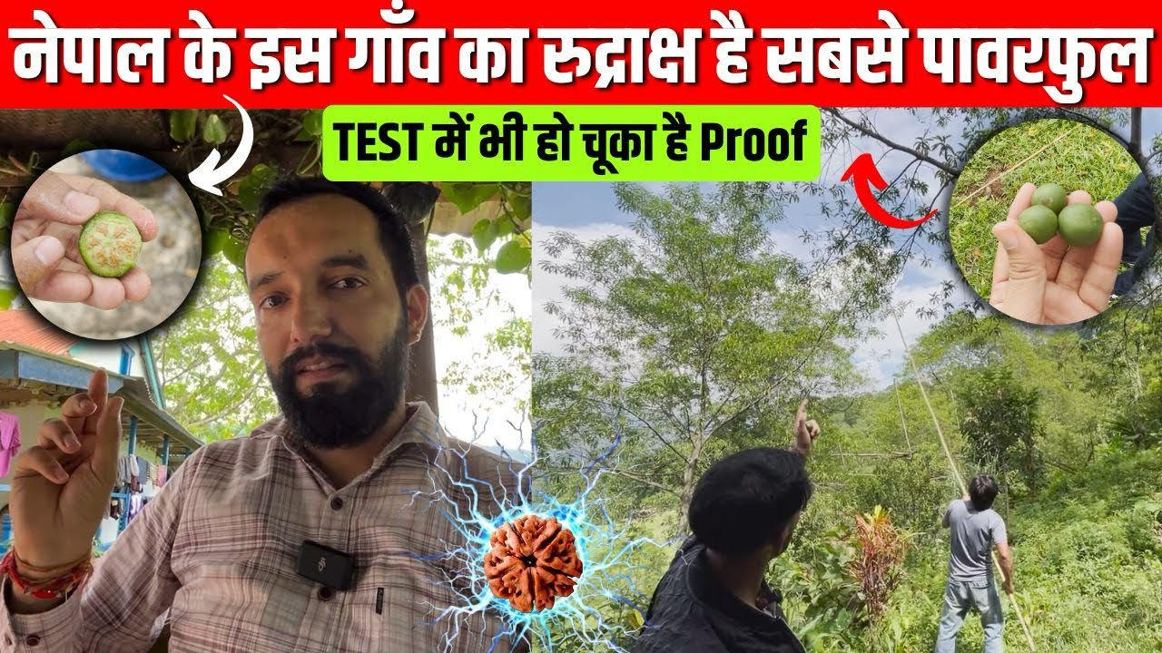 देखिए असली रुद्राक्ष का कच्चा फल कैसा होता है ।असली रुद्राक्ष की पहचान और कीमत#nepal #rudraksha 