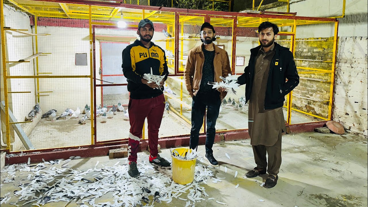 Uzair Mughal ki chat ka visit parwazi kabootaron ka shoq | Dar pigeons club | 