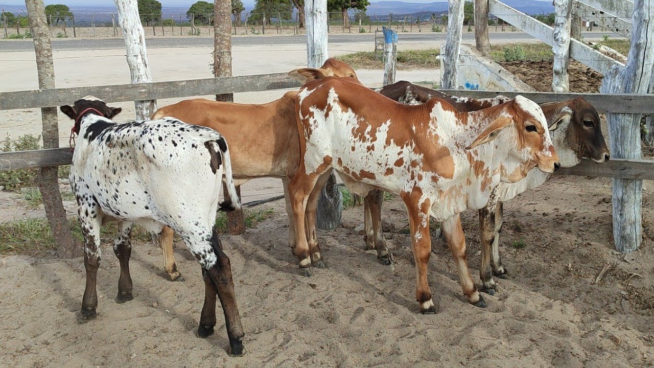 Feira de gado de Jurema-PE 07/02/26