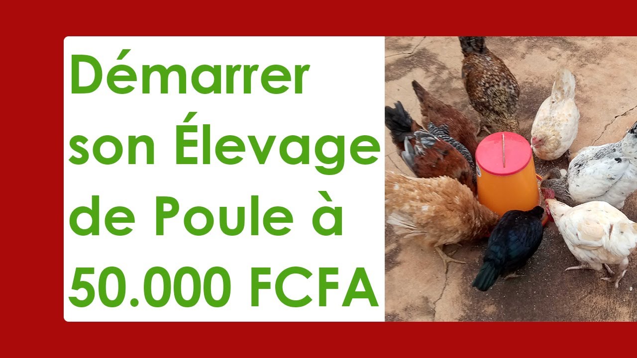 Démarre l'Élevage de Poule avec 50.000 FCFA