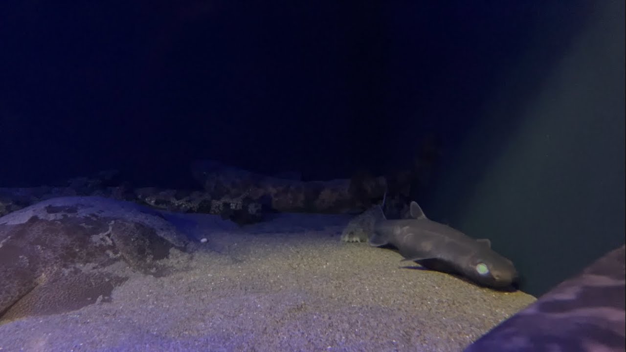 令和8年1月20日　竹島水族館　その2