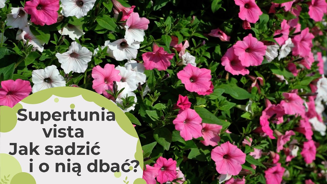 Supertunia Vista Jak o nią dbać? Jak sadzić? I jak pielęgnować? Super kwiaty na balkon - petunie