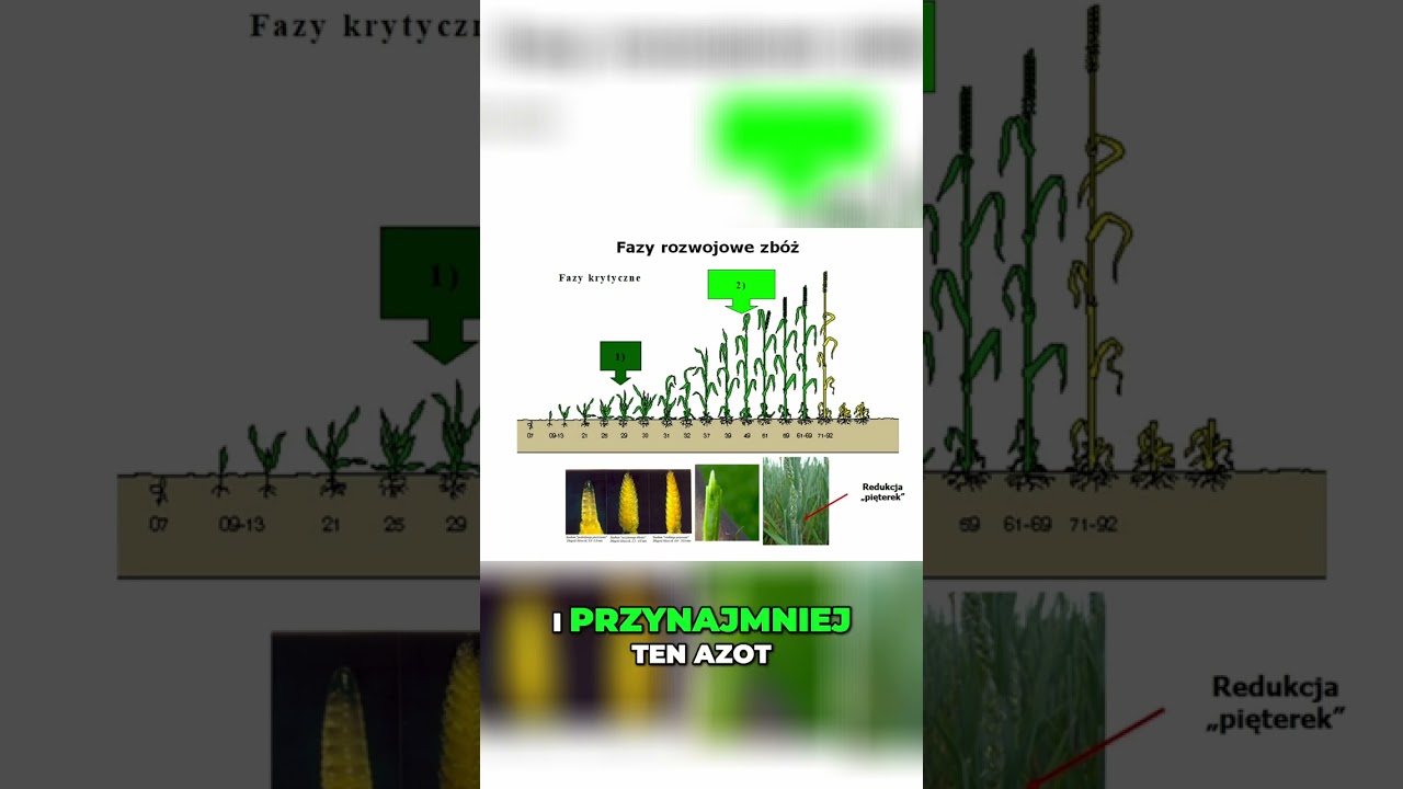 Optymalne Dawki Azotu: Klucz do Zdrowych Plon&oacute;w