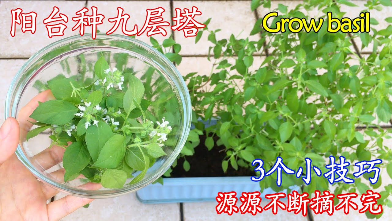 阳台种罗勒（九层塔），3个小技巧，越采摘长越多，吃都吃不完！