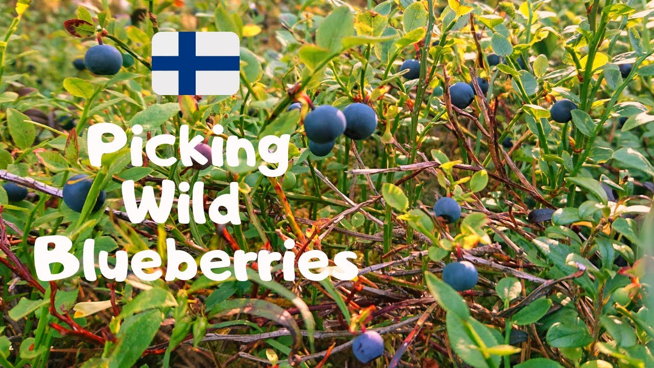 FINLAND : Picking Wild Blueberries. Foraging a Superfood.