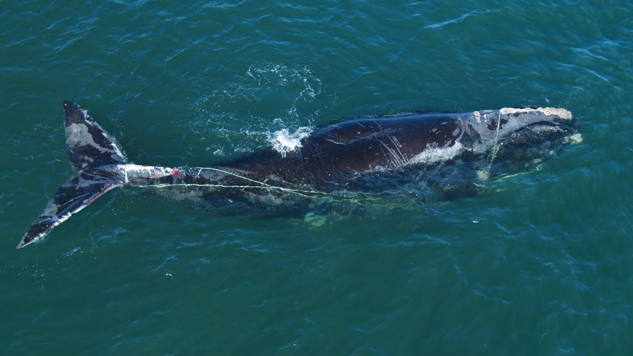 Meet North Atlantic Right Whale 4615 | Last of the Right Whales