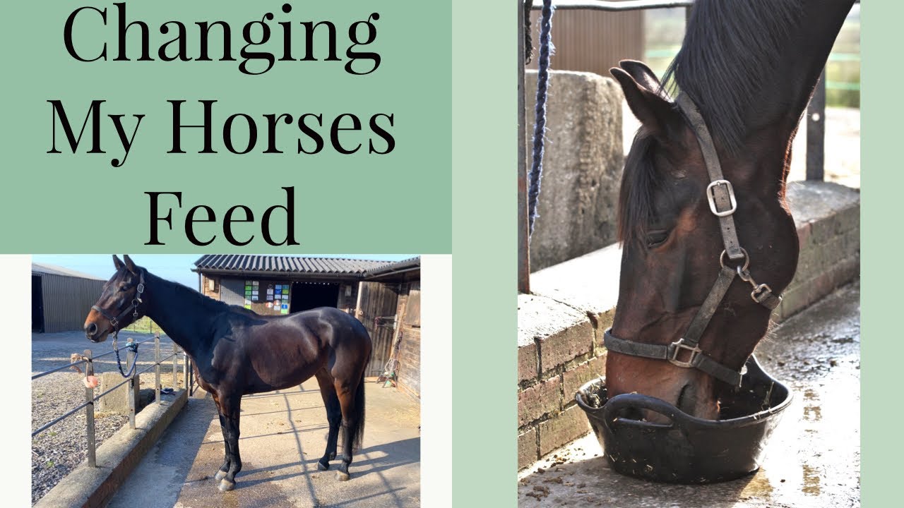 CHANGING MY HORSES FEED| Equestrian Vlog