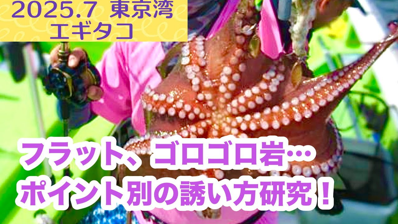 【2025.7】東京湾エギタコ！ポイント別で変わる誘い方研究！