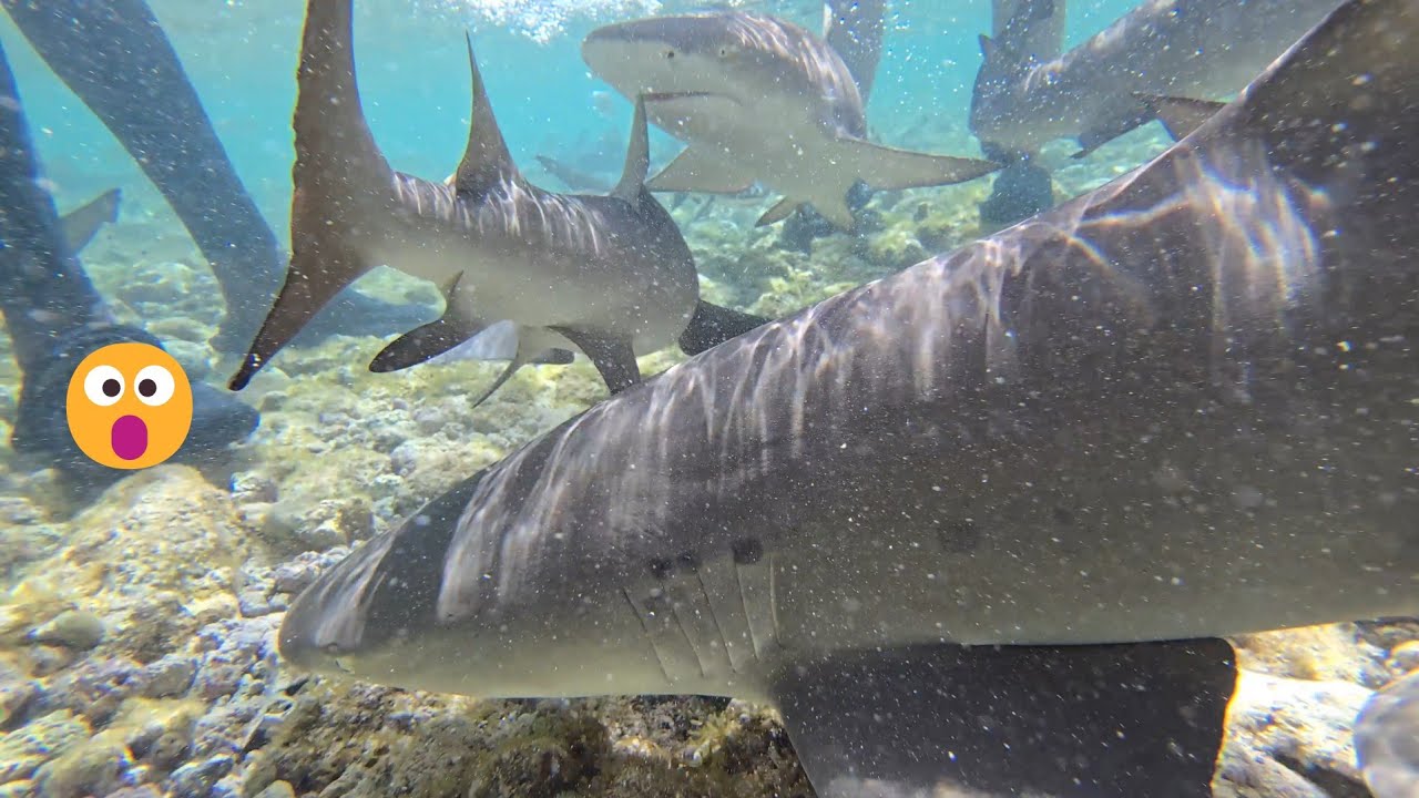 Nos BAÑAMOS con TIBURONES 🦈😮Isla de Sal - Cabo Verde - Capítulo 7