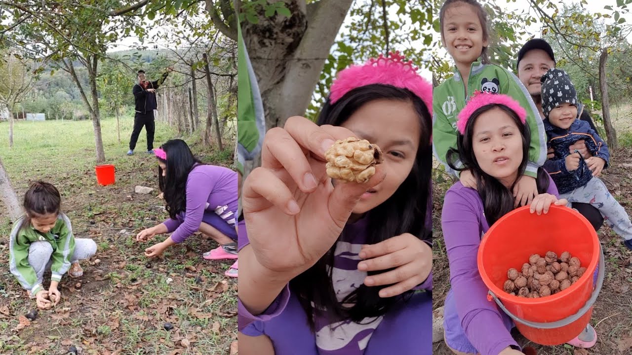 HARVESTING WALNUTS SA GARDEN | SOBRANG MAHAL DAW TO SA IBANG BANSA