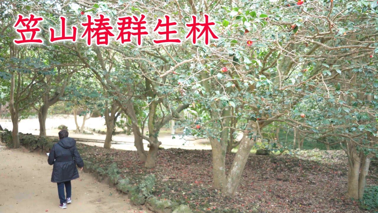 【萩市】笠山椿群生林