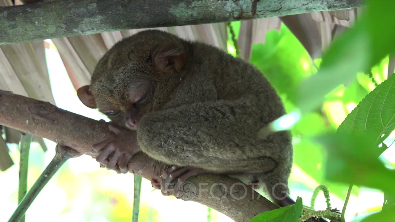 Tarsius turning head and blinking