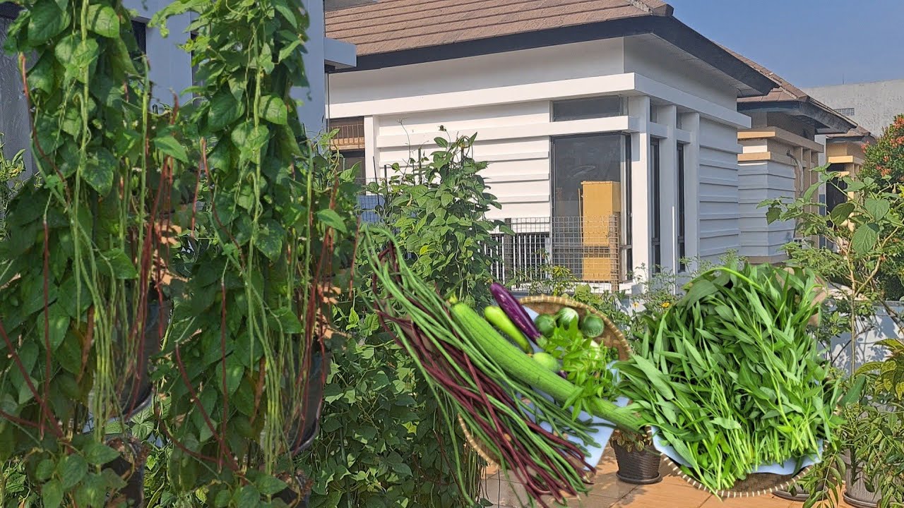 Berkebun di pot banyak untung, Panen sayuran di kebun depan rumah, tanam bunga kol di kebun organik 