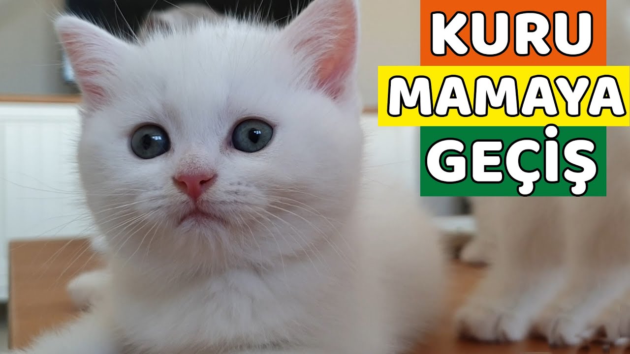 YAVRU KEDİLERİ KURU MAMAYA ALIŞTIRMA