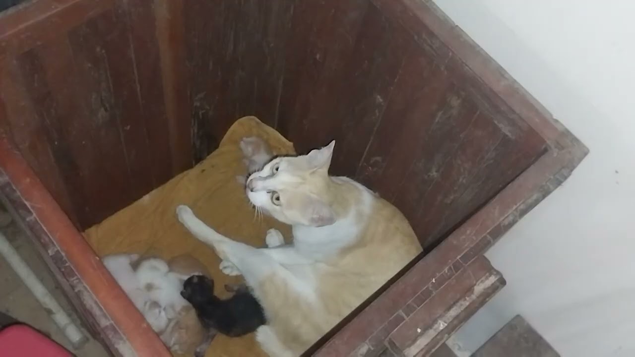 #cat