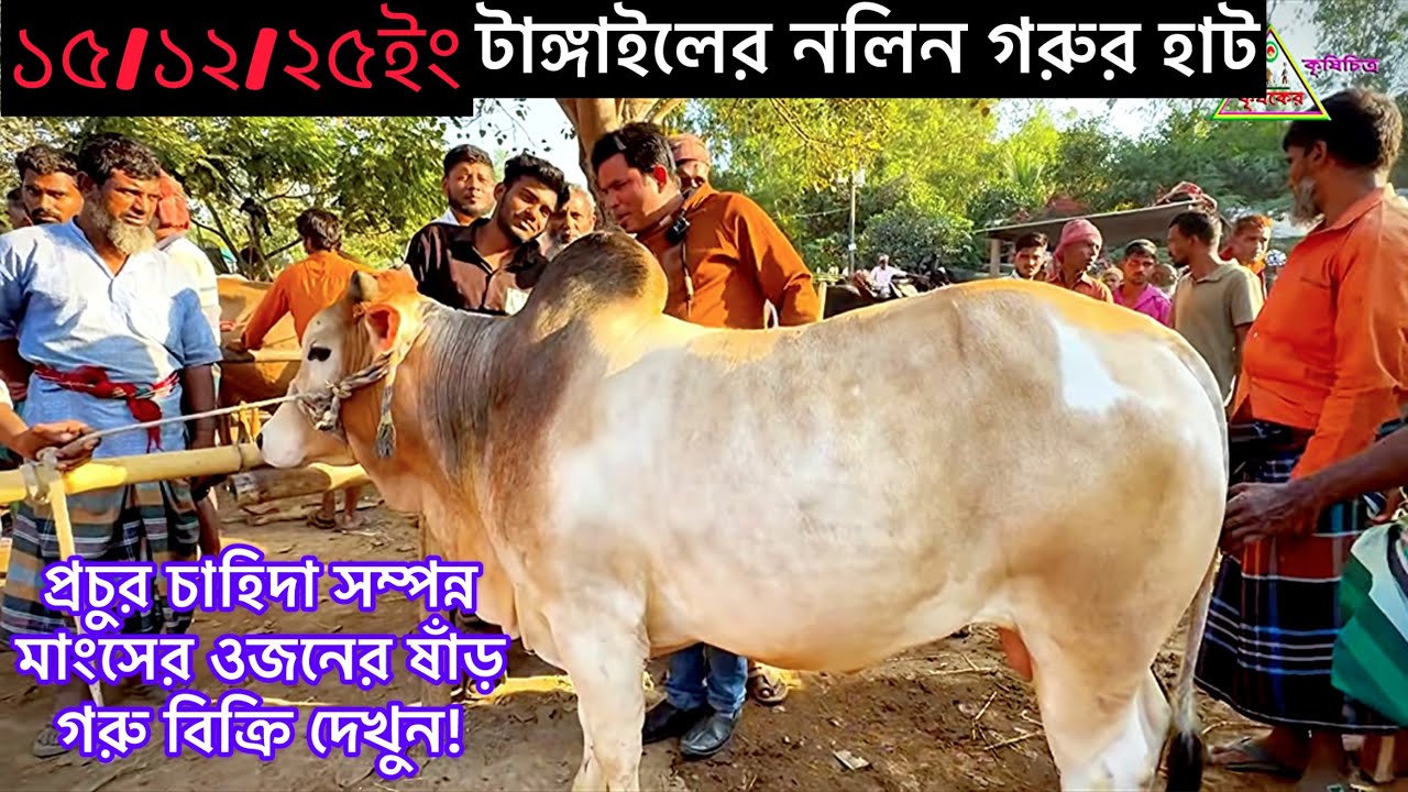 গরুর হাটে ১৬ ডিসেম্বর ইফেক্ট! নলিন গরুর হাটে মাংসের গরুর দাম শুনলে অবাক হবেন! | Gopalpur cow market.