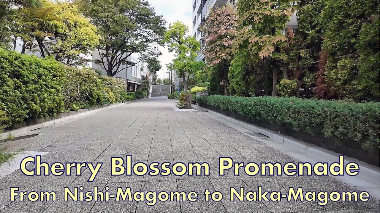 Cherry Blossom Promenade | From Nishi-Magome to Naka-Magome