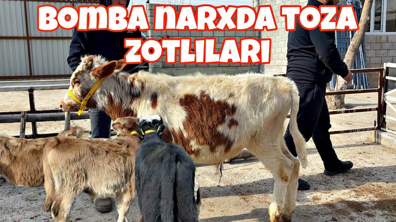 💥BOMBA NARXDA TOZA ZOTI BOR BUQALAR SOTUVDA😱✅
