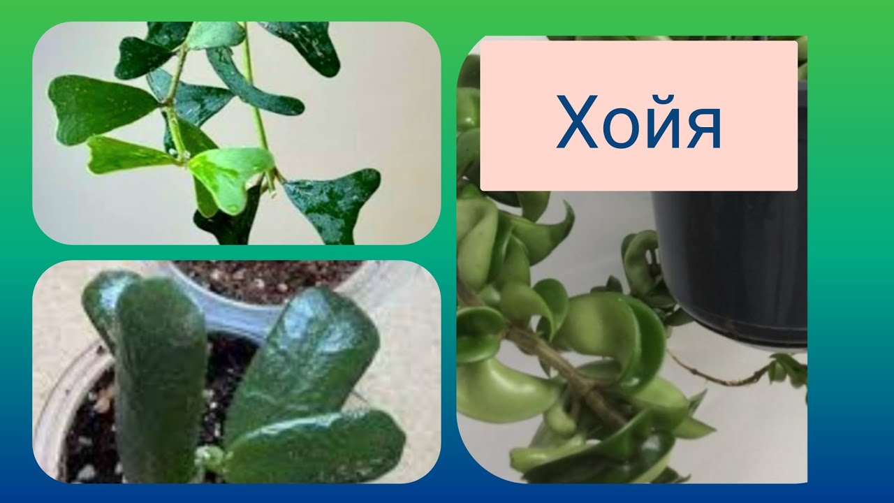 ПЕРЕСАДКА ХОЙ, из мха в грунт.#хойя #посадки #цветы #plants 