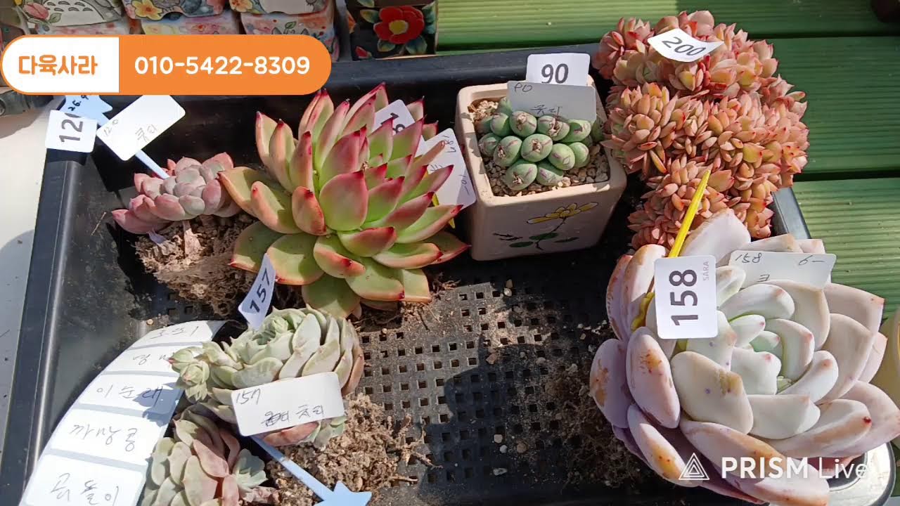 다육사라 이상하고 요상한 세계로 오세요~♡