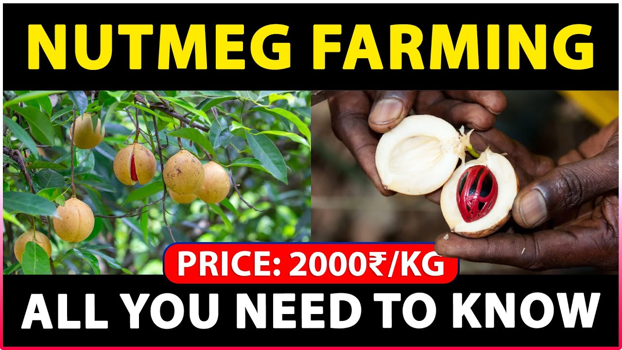 Nutmeg Farming: A Step-by-Step Guide to Cultivating and Harvesting Nutmeg Trees