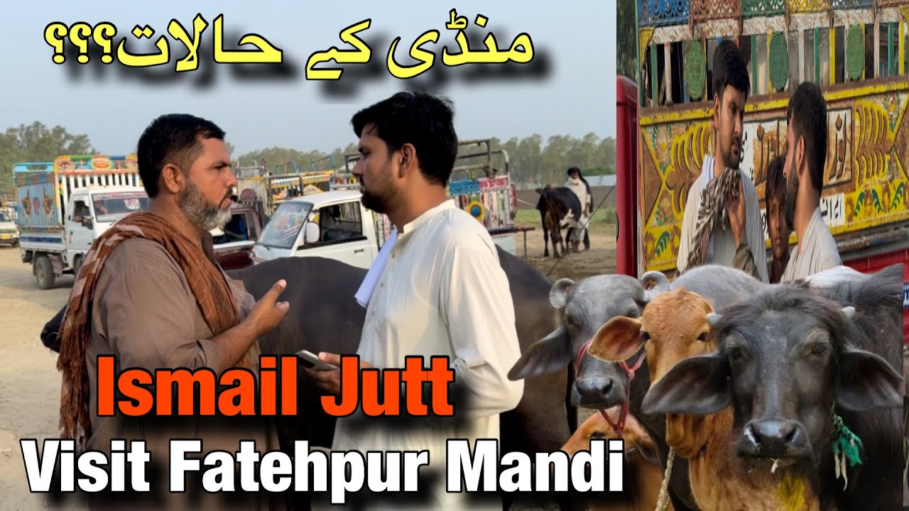 Ismail Jutt Visit fatehpur buffalo mandi کتنی بھینسیں اور گائیں خریدی منڈی کے کیا | حالات ہیں ؟؟؟