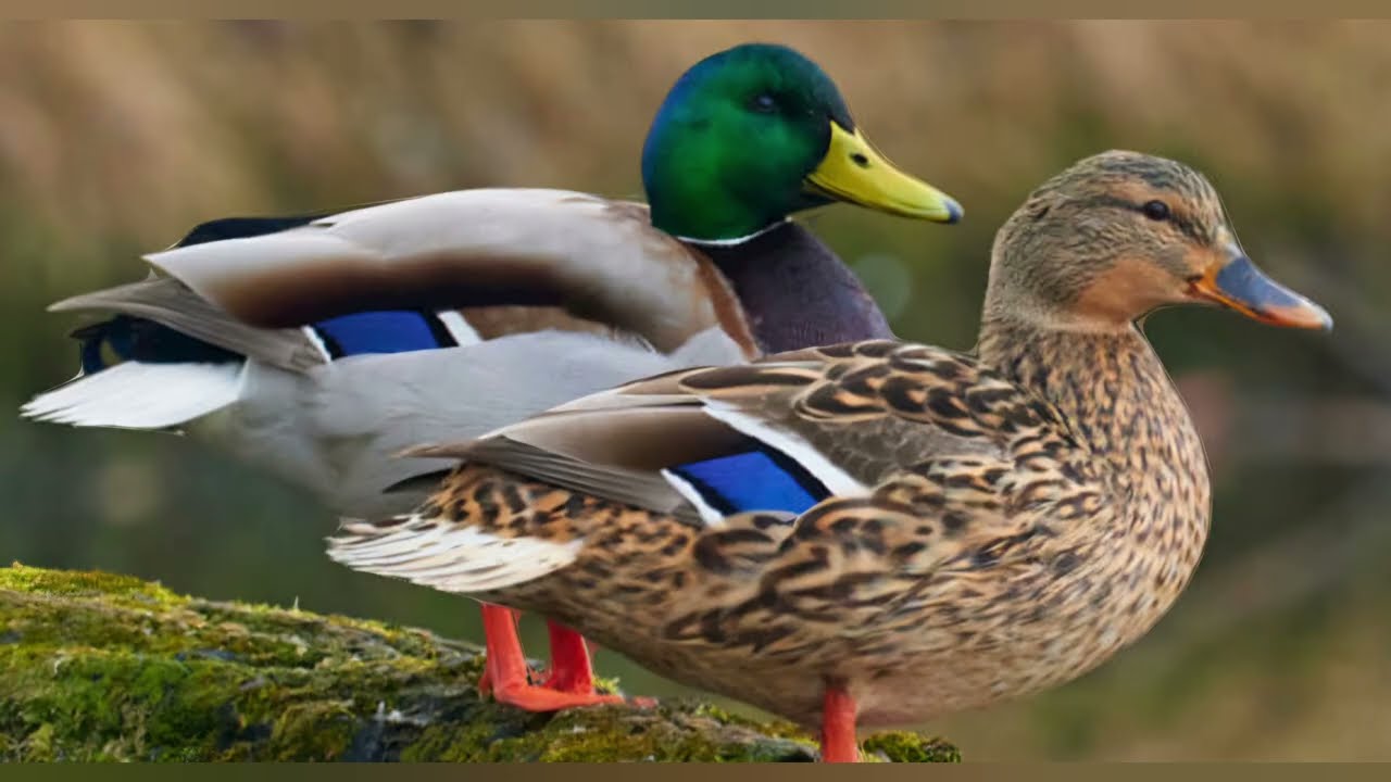 Bantam Duck Breeds - The Little Lovlies Of the Duck World