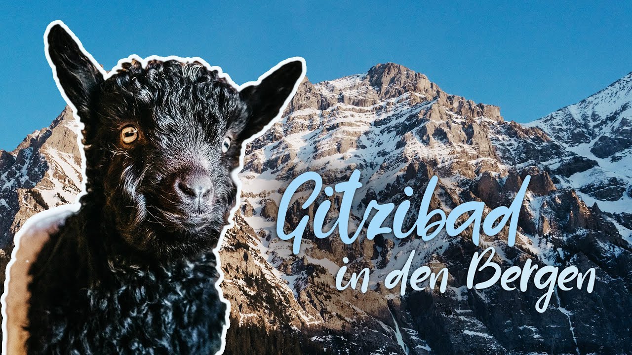 Süsse Baby-Ziegen | Grüenochtegeiss und Walliser-Schwarzhalsziegen Zicklein