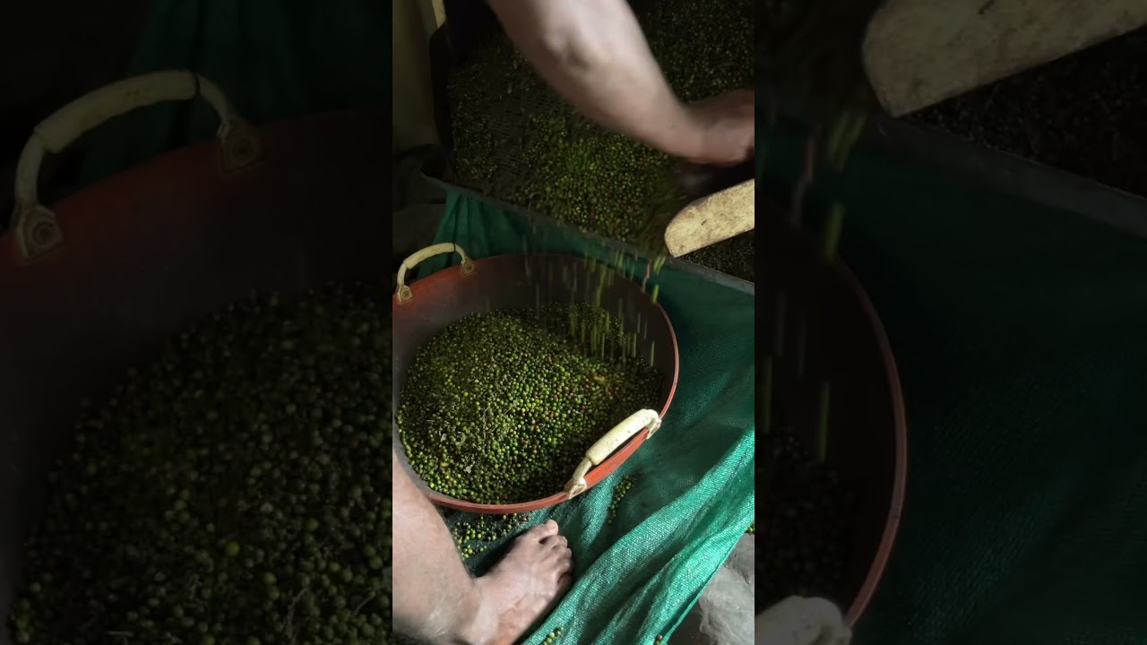 From farm to table✨ #pepper #farming #cardamom #machine #travel #money #enterpreneur