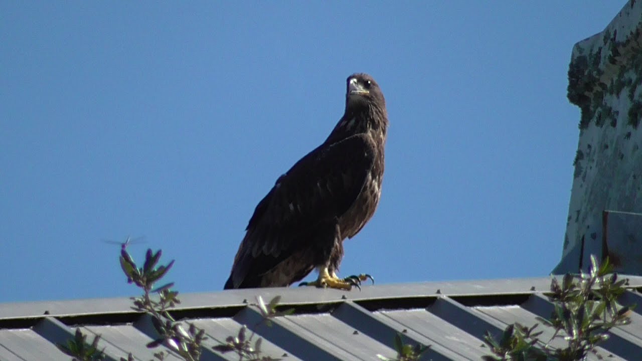 SWFL Eagles_ E15 Is A-OK After Owl Attack~ Stop Over On Church Roof Before Return 06-20-20