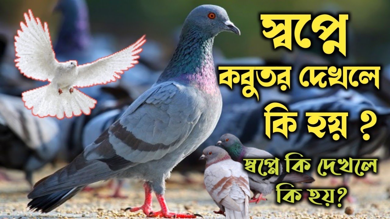 স্বপ্নে কবুতর দেখার ব্যাখ্যা | the pigeon interpretation of dreaming | sopne kobutor dekhle ki hoy |