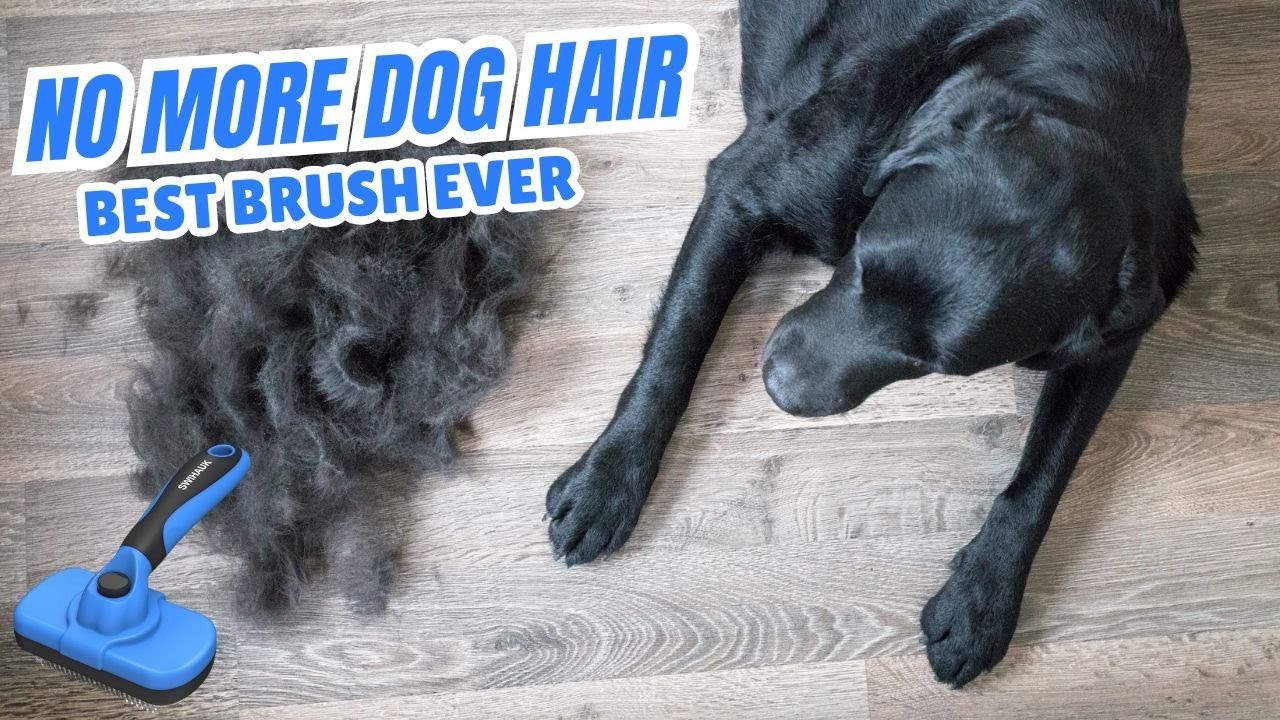 How to Stop Dog Shedding FAST | Best Brush for a Hair-Free Home
