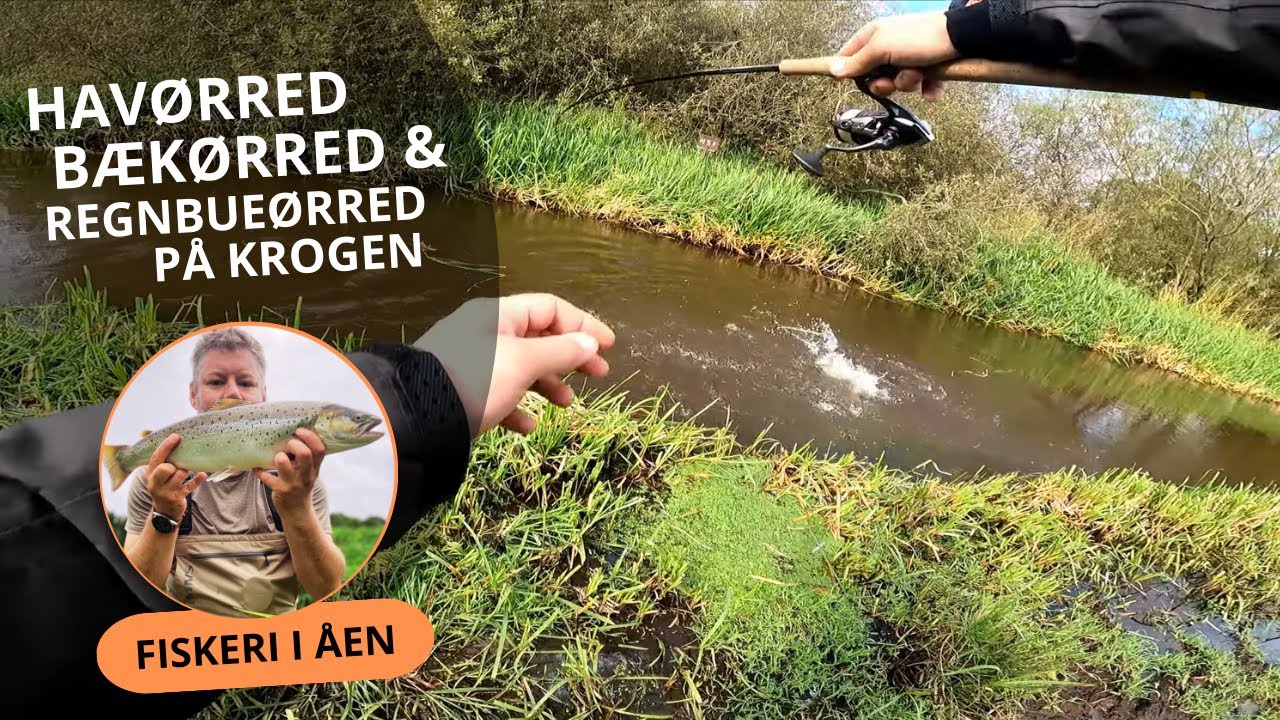Havørred, bækørred & regnbue på krogen i Karup Å🎣