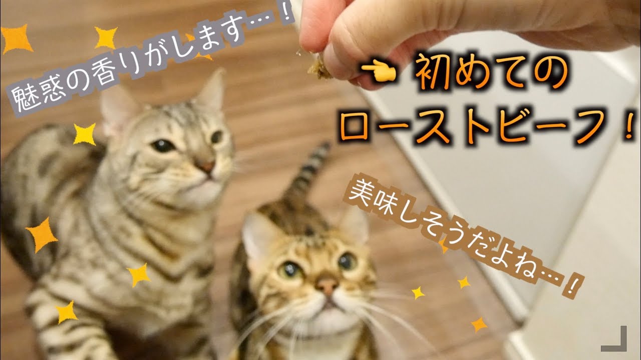猫用ローストビーフあげたら興奮しすぎて日本語喋ったんですけどww